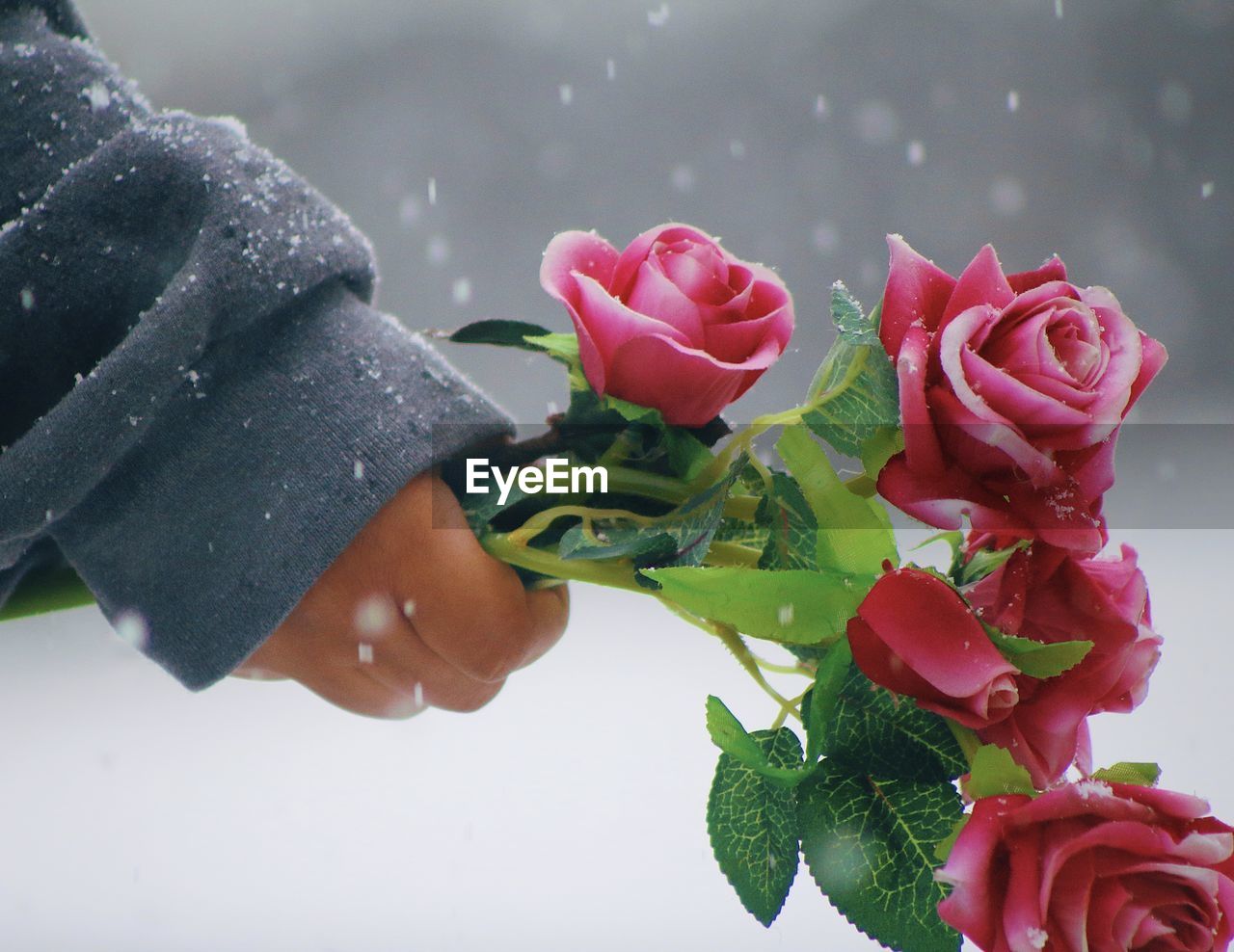 CLOSE-UP OF HAND HOLDING ROSE AGAINST WHITE ROSES