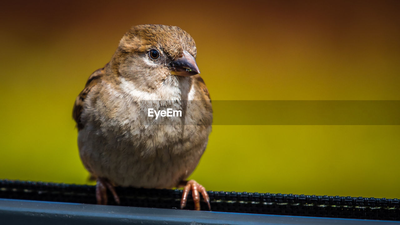 CLOSE-UP OF BIRD PERCHING ON RAILING AGAINST BLURRED BACKGROUND