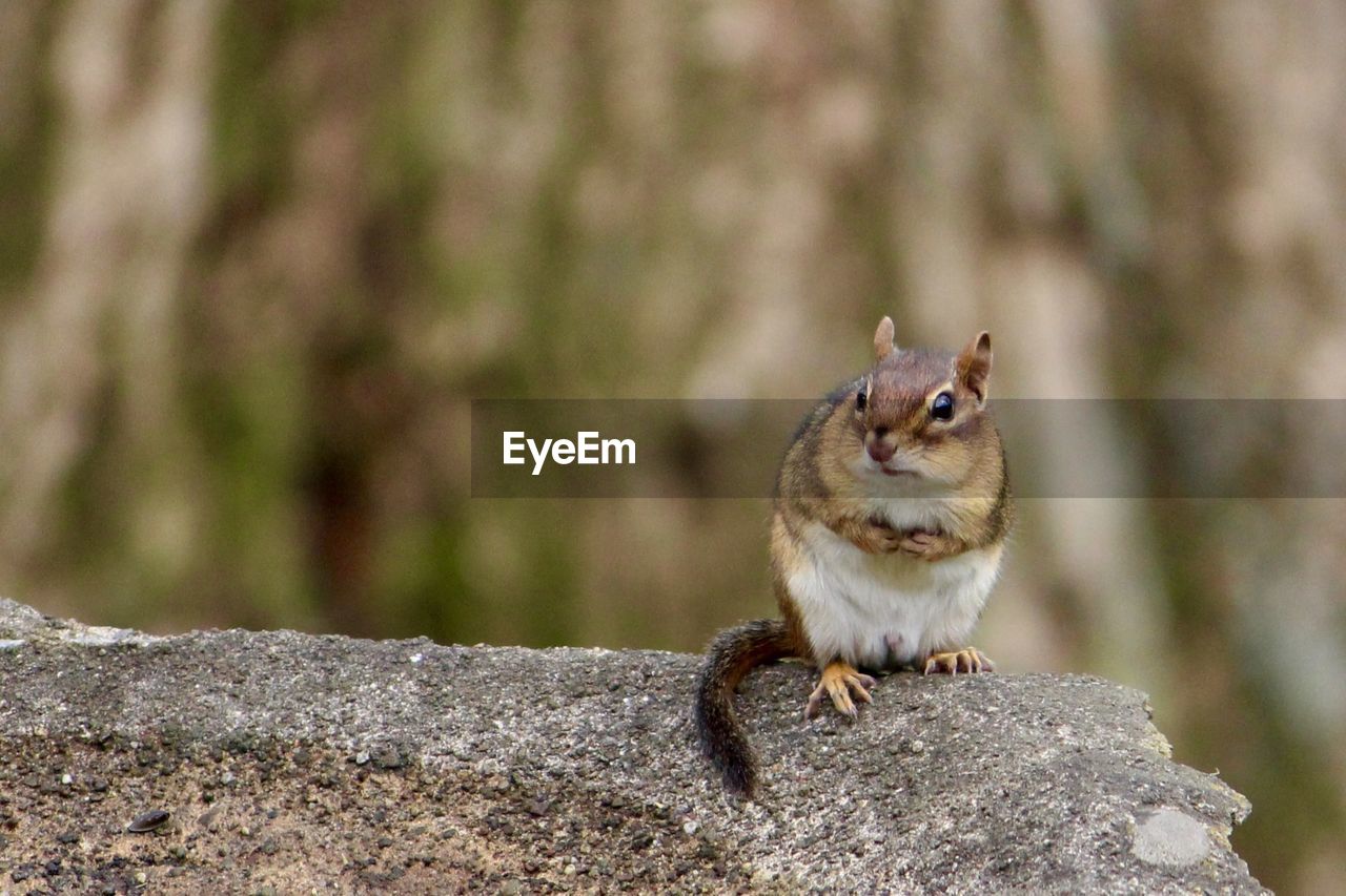 Close-up of chipmunk on stone