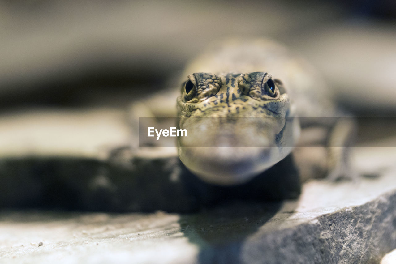 CLOSE-UP OF TURTLE