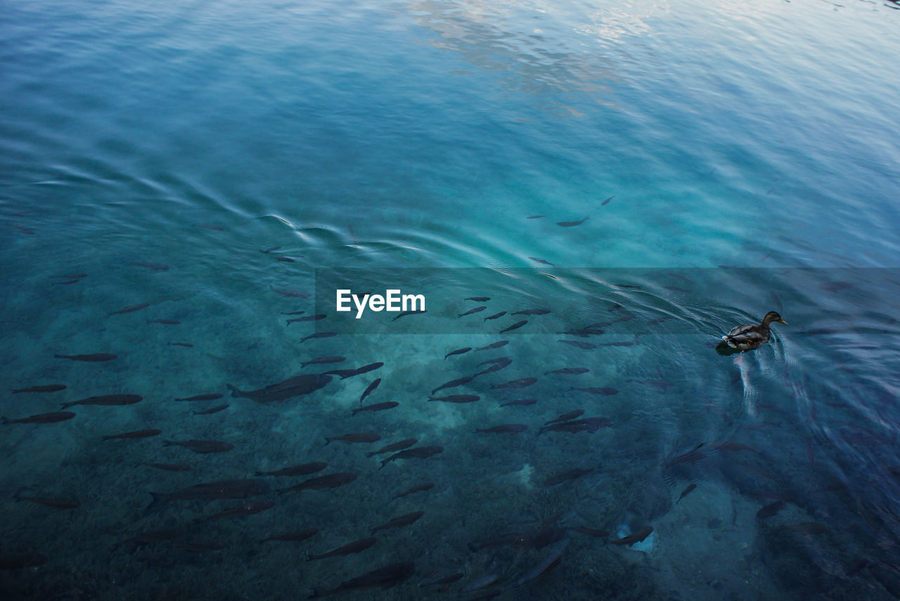 HIGH ANGLE VIEW OF FISHES SWIMMING UNDERWATER