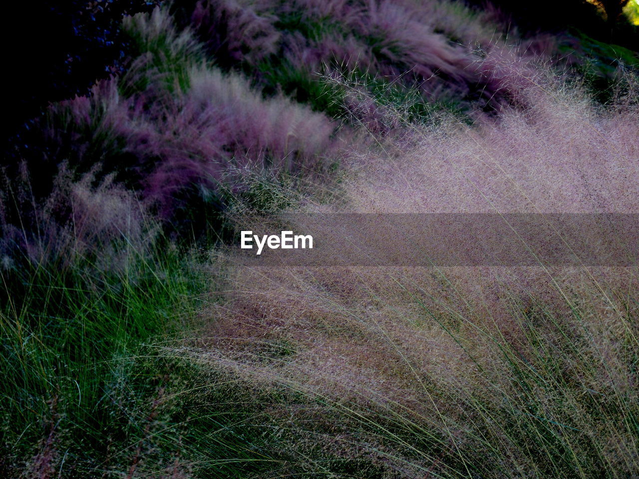 HIGH ANGLE VIEW OF PURPLE FLOWERING PLANT ON FIELD