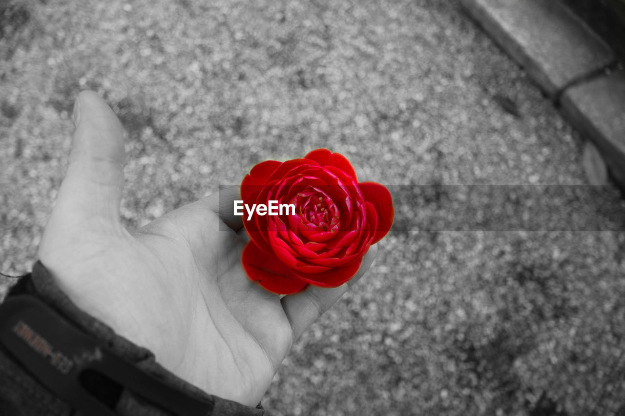 CLOSE-UP OF A HAND HOLDING RED ROSE