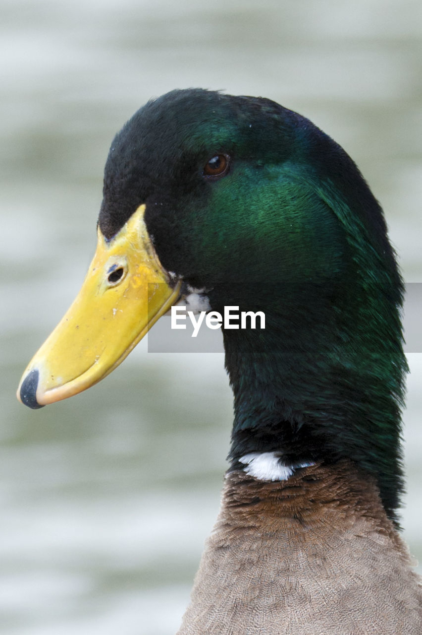 Close-up of mallard duck