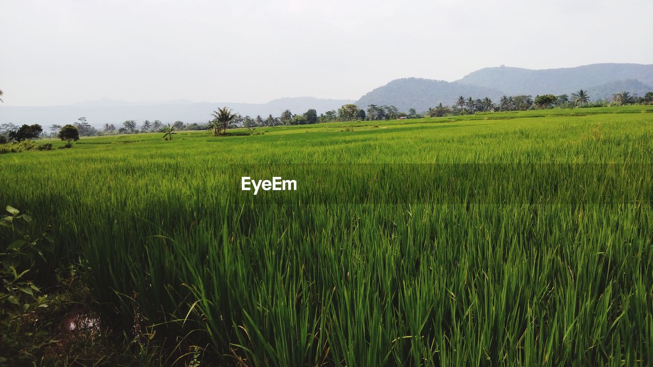 The charm of a very green and beautiful rice field view