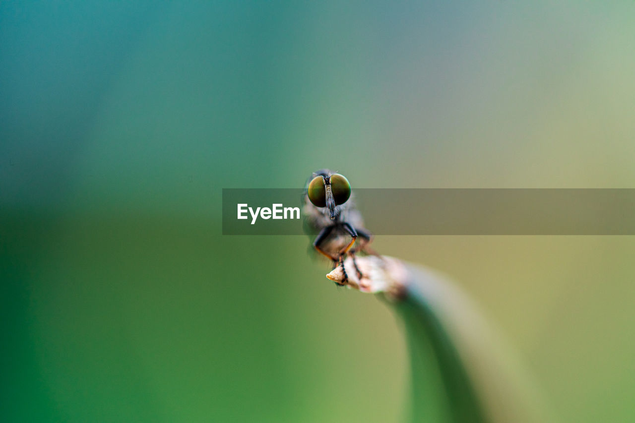 Close-up of insect on flower