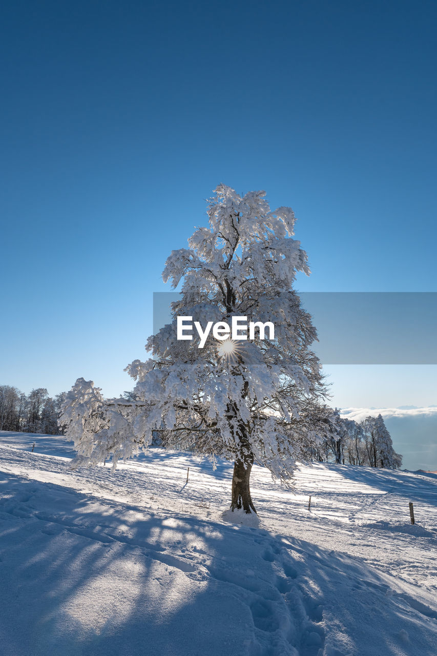 Trees on snow covered field against clear blue sky