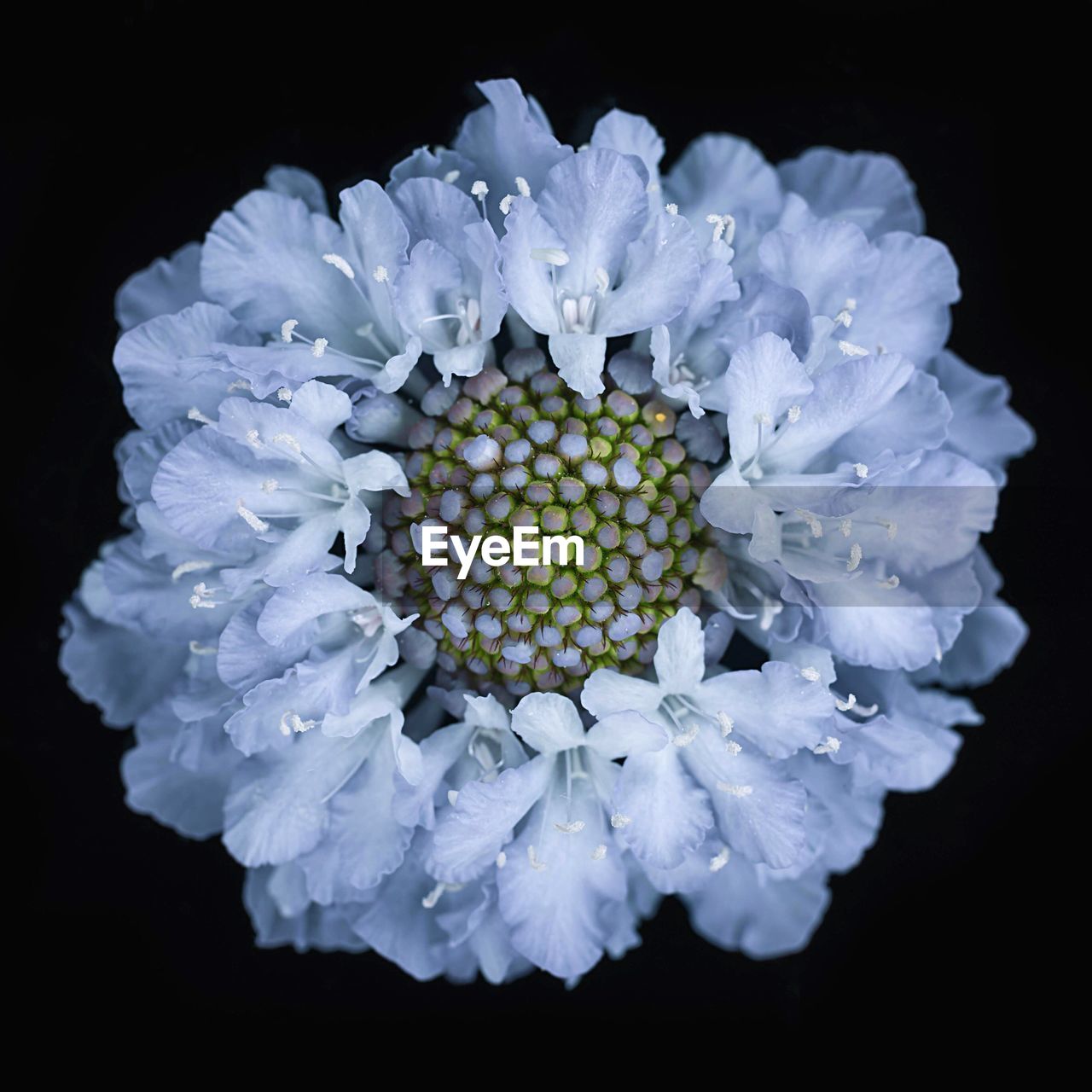 Close-up of flower blooming against black background