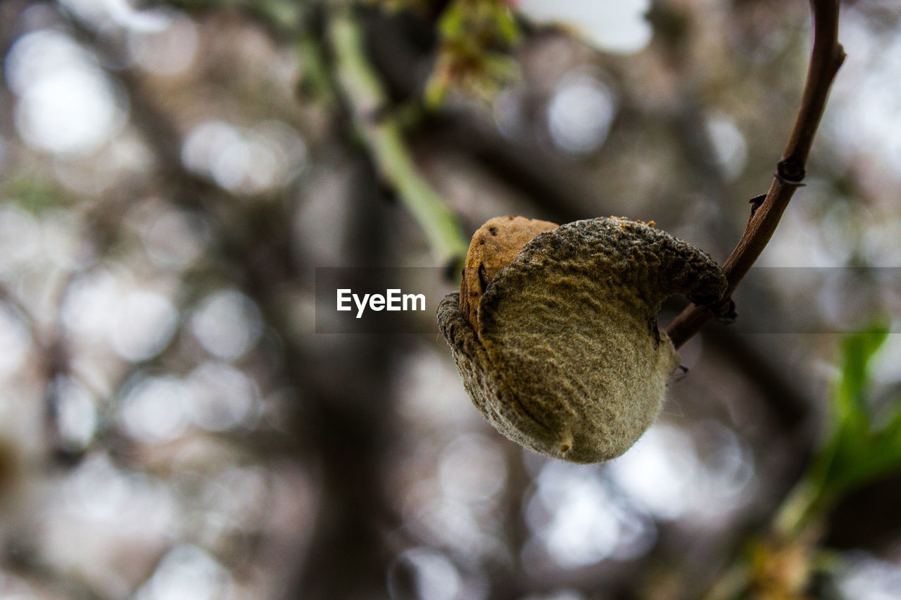 CLOSE-UP OF CATERPILLAR ON BRANCH