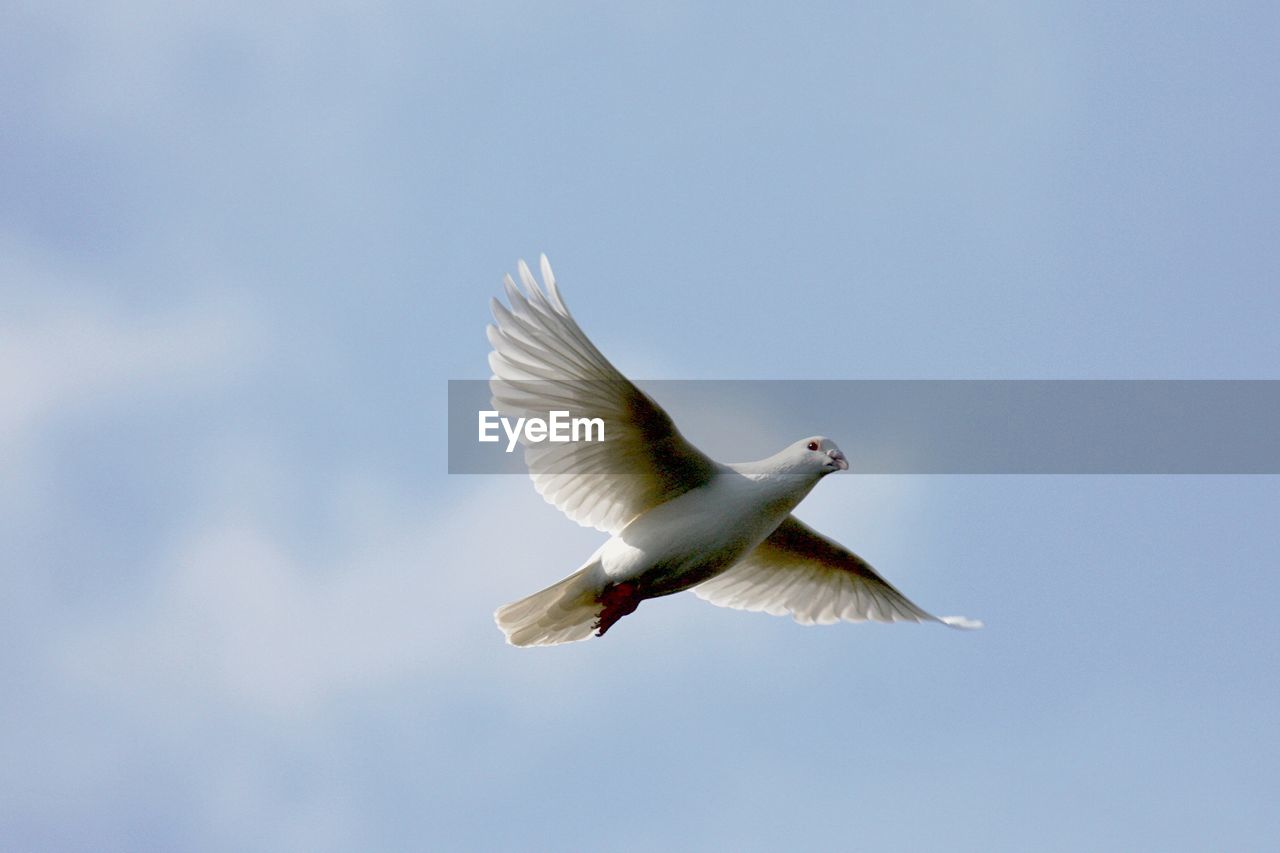LOW ANGLE VIEW OF BIRDS FLYING AGAINST CLEAR SKY