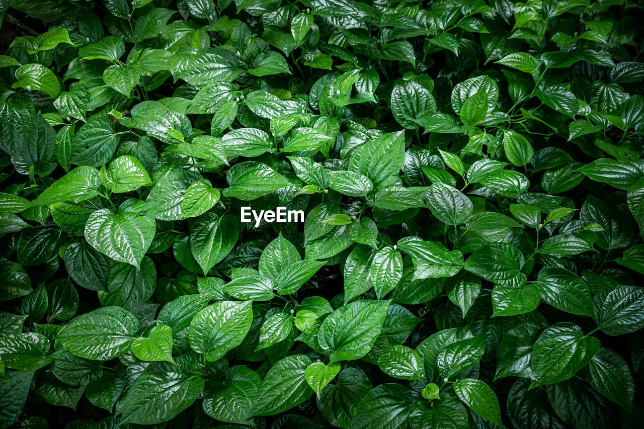 Green leaf background,betel leaf heart shape