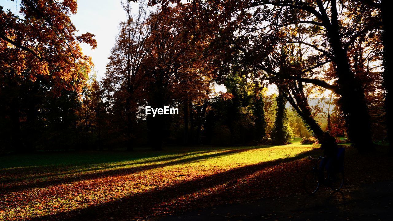 SCENIC VIEW OF PARK DURING AUTUMN