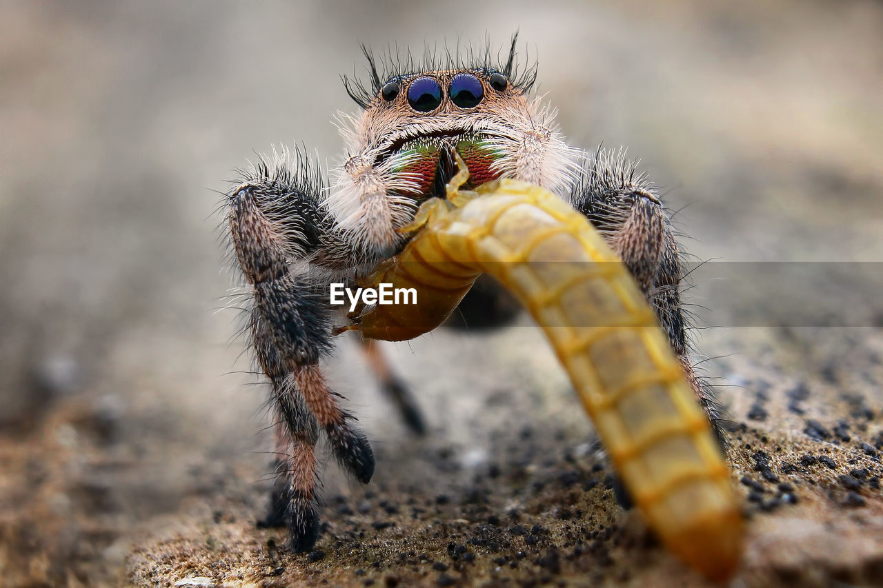 CLOSE-UP OF SPIDER ON THE GROUND