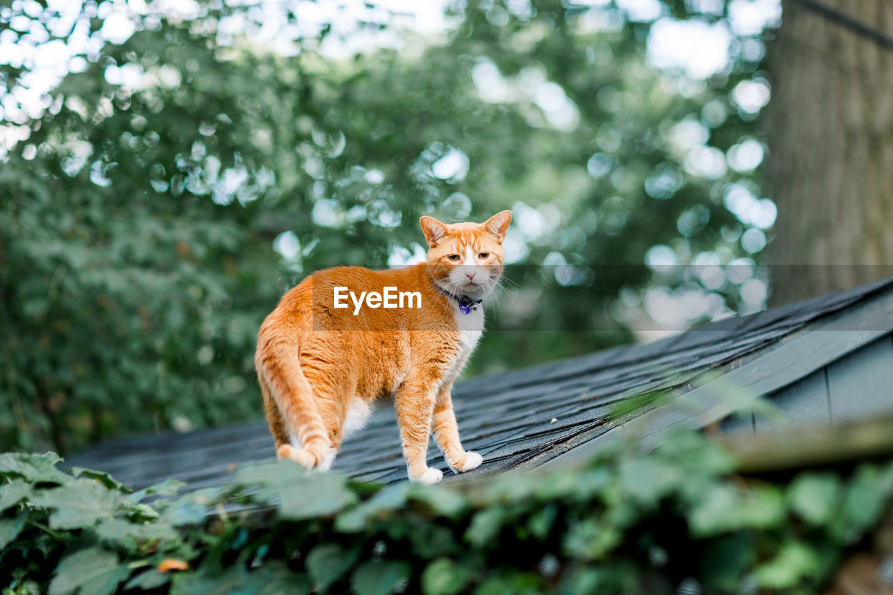 Orange cat exploring outdoors