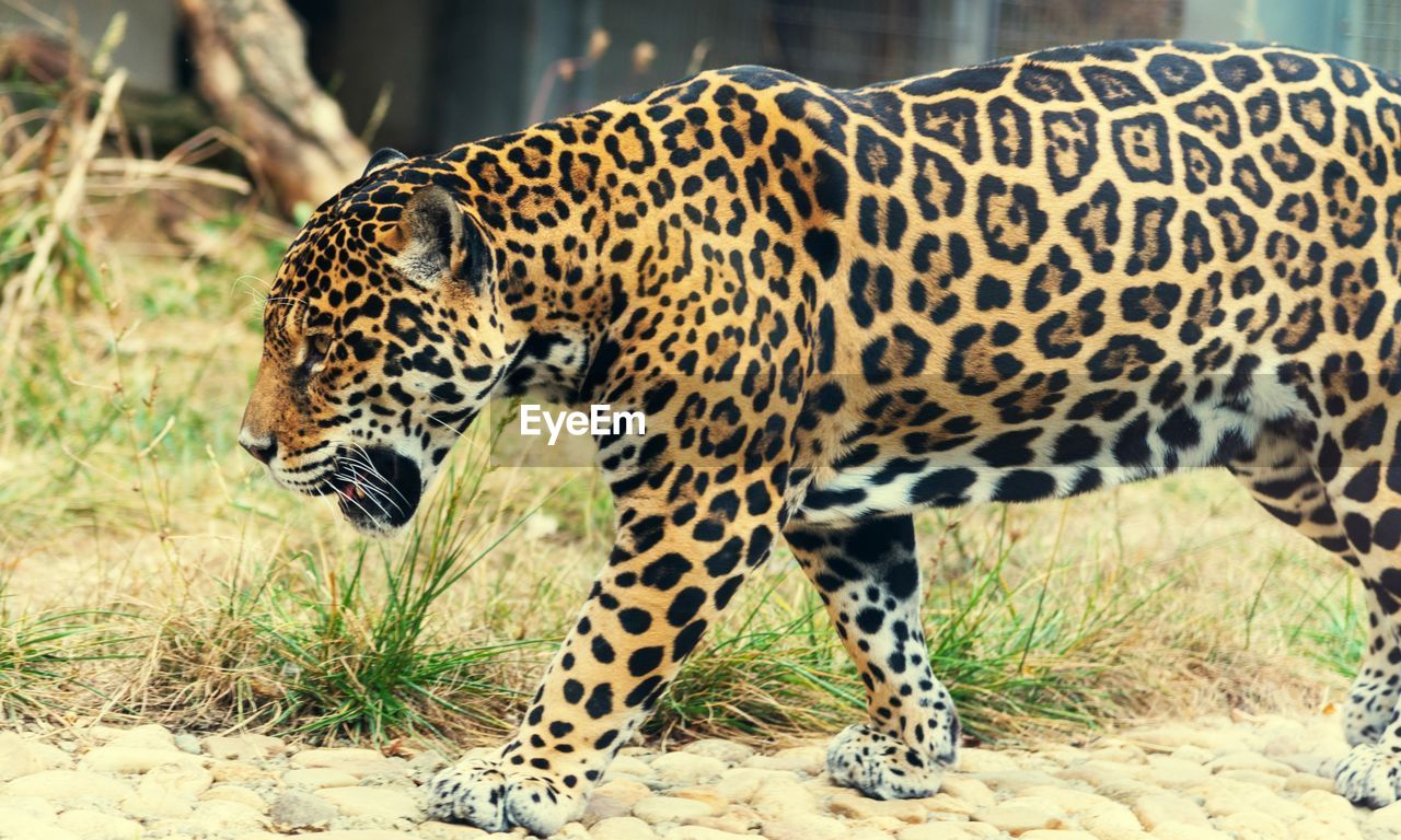 Jaguar walking