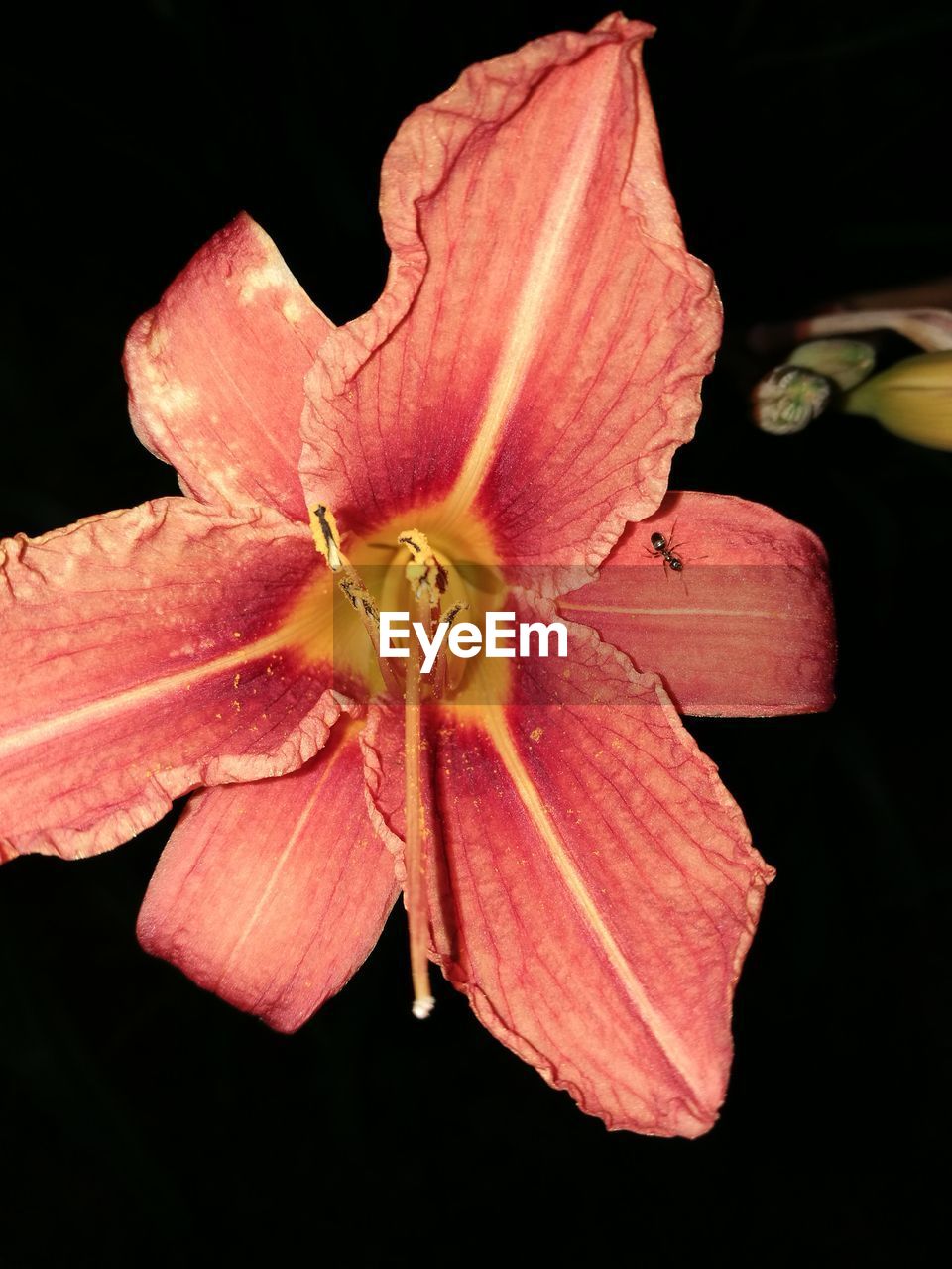 CLOSE-UP OF DAY LILY BLOOMING IN BLACK BACKGROUND