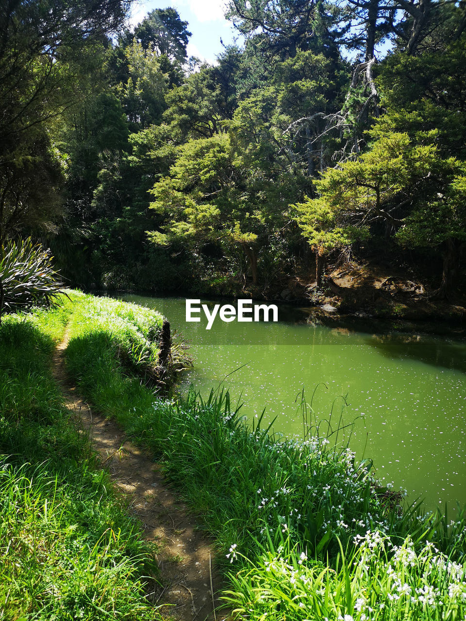 SCENIC VIEW OF LAKE AGAINST TREES IN FOREST