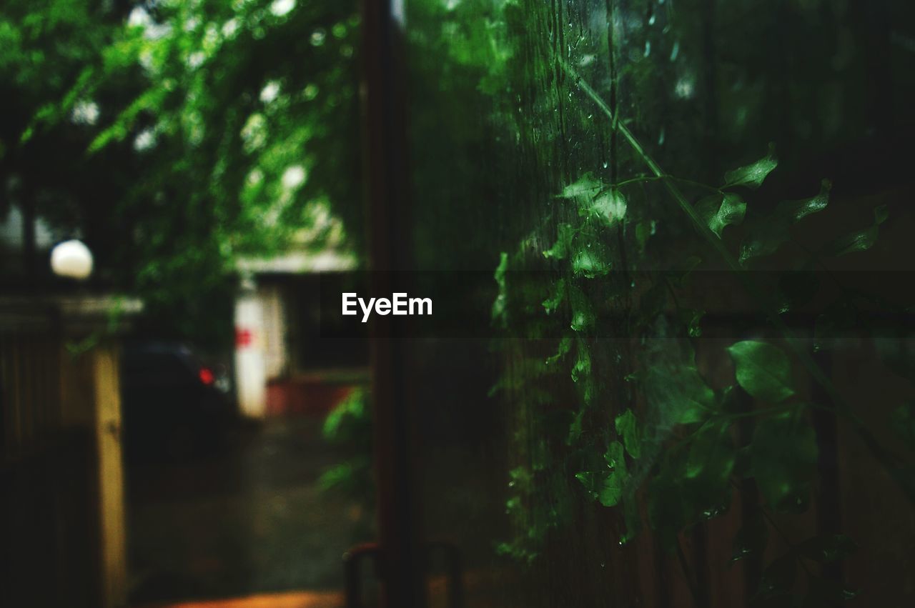 Plants seen through wet glass window at night during monsoon