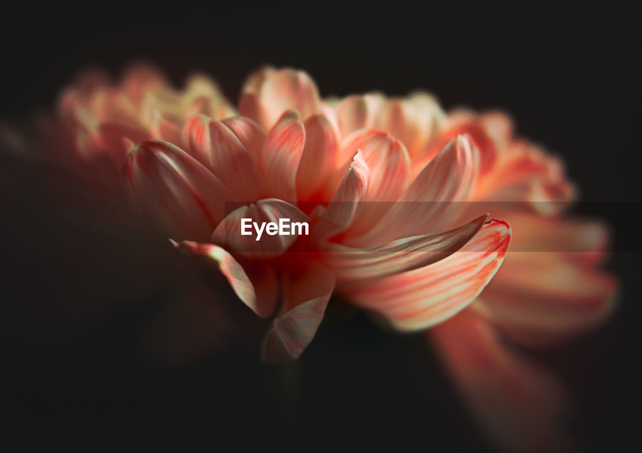 CLOSE-UP OF FLOWERS AGAINST BLACK BACKGROUND