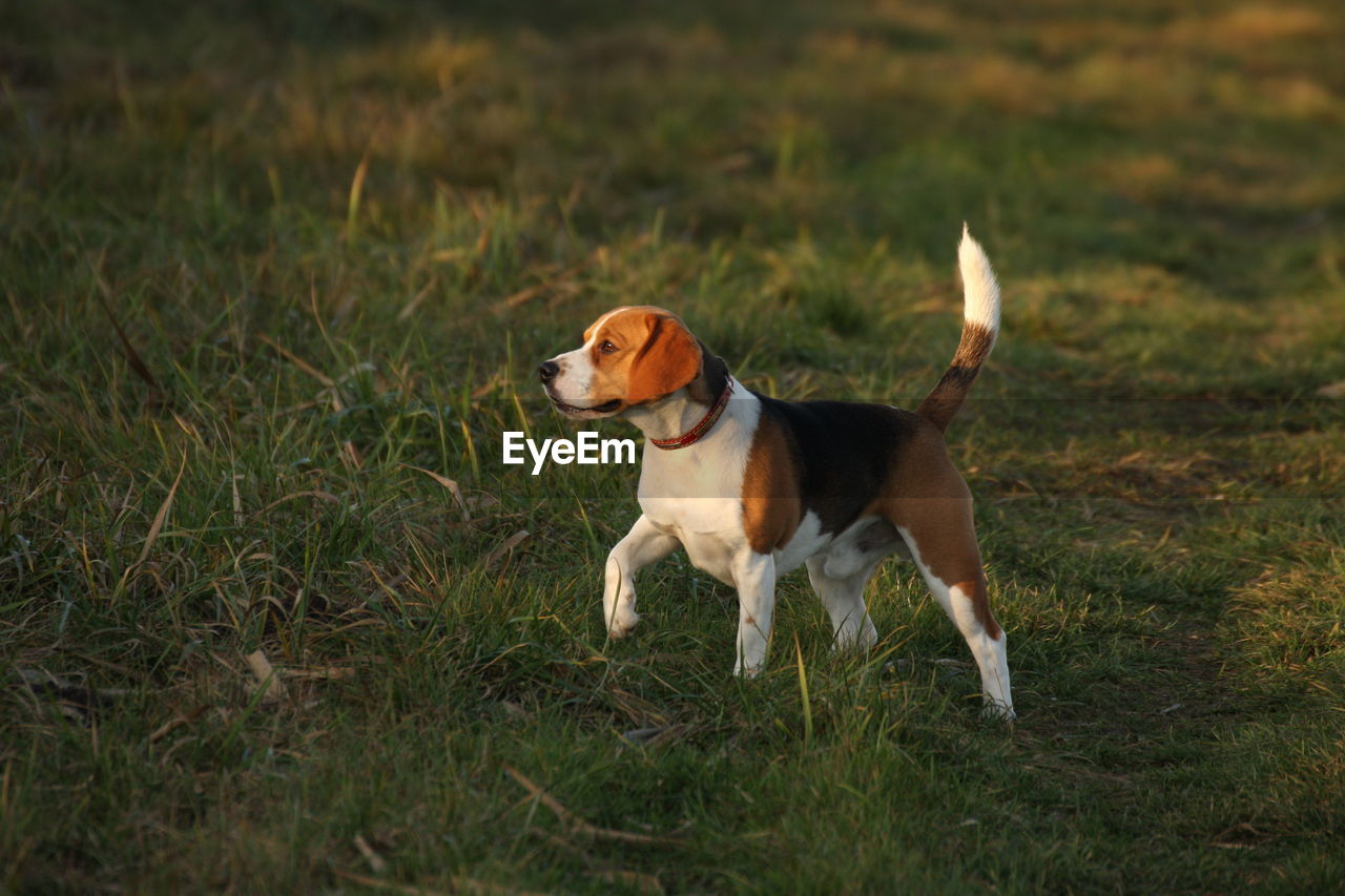 DOG STANDING ON FIELD