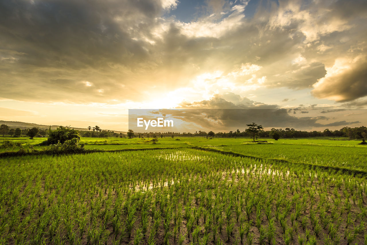 Scenic view of rice paddy against cloudy sky during sunset