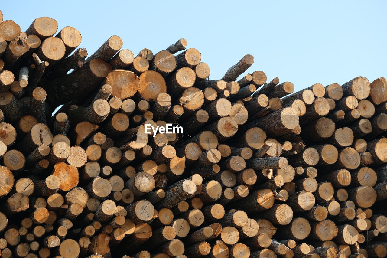 STACK OF FIREWOOD IN FOREST AGAINST SKY