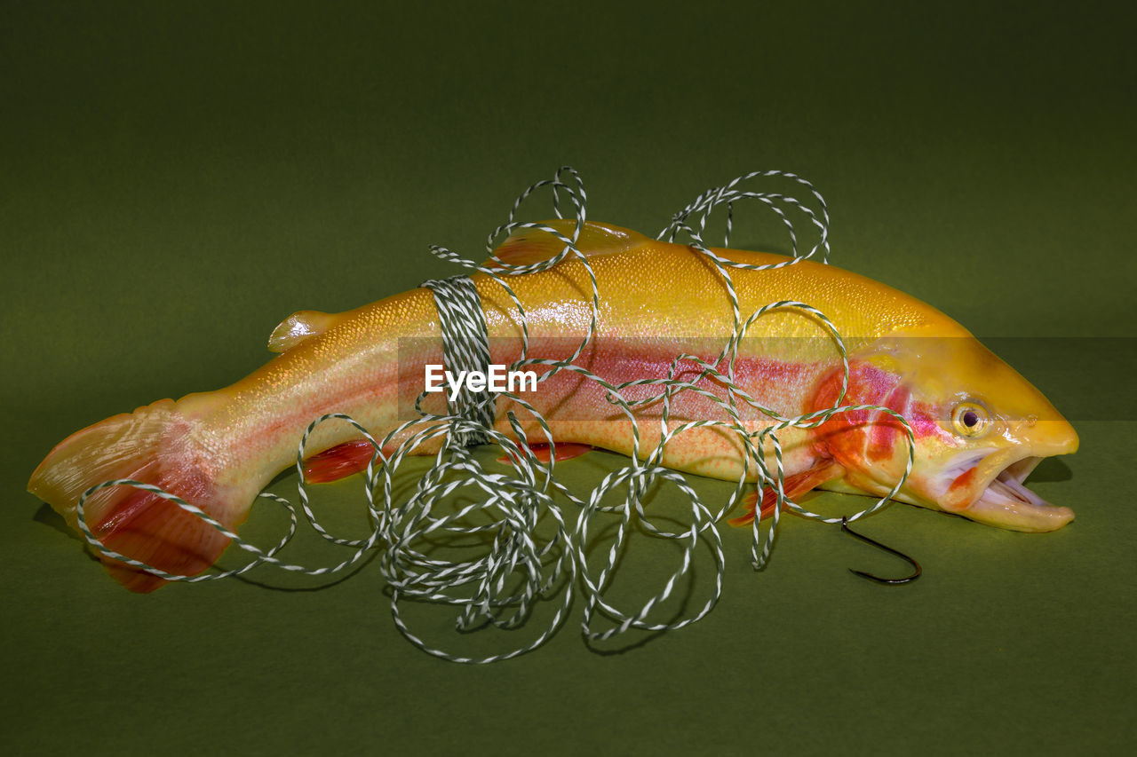 Fresh fish, golden trout with a hook on green background