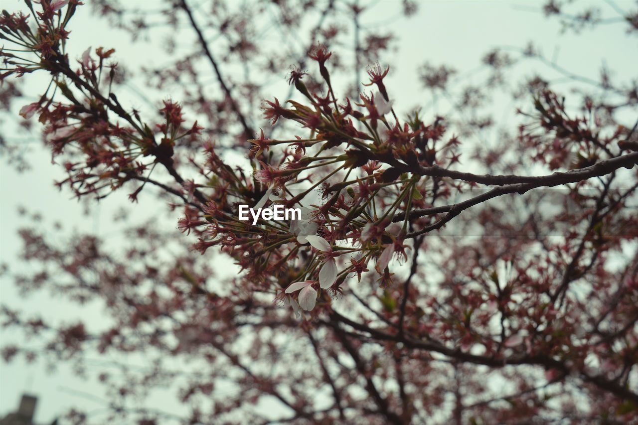 Low angle view of flowers blooming on tree