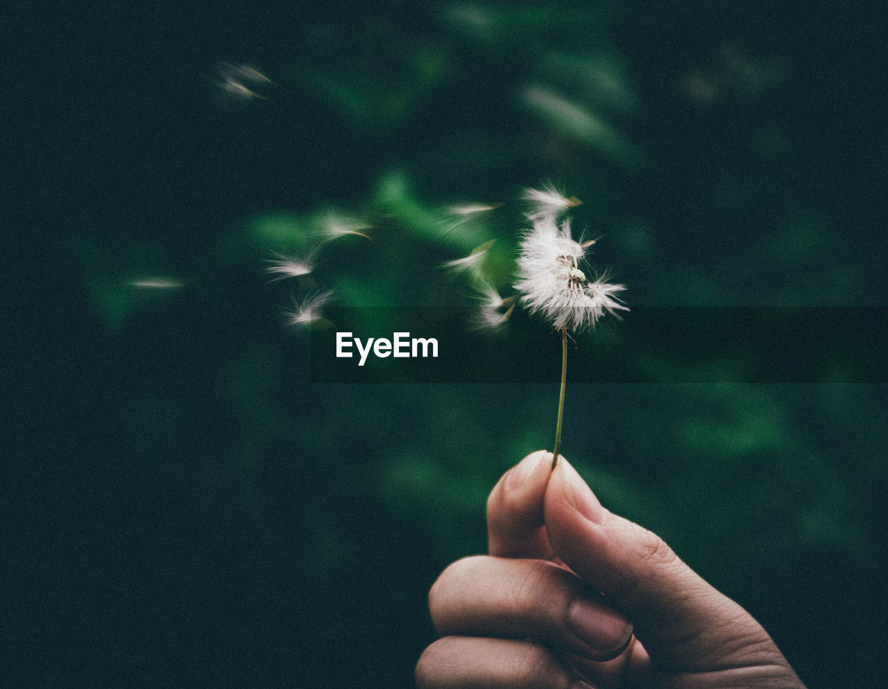 Cropped hand holding dandelion flower