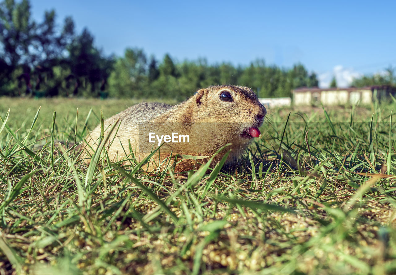 animal, animal themes, one animal, animal wildlife, mammal, grass, wildlife, plant, nature, rodent, no people, selective focus, day, sky, land, field, close-up, outdoors, prairie, eating, squirrel, side view