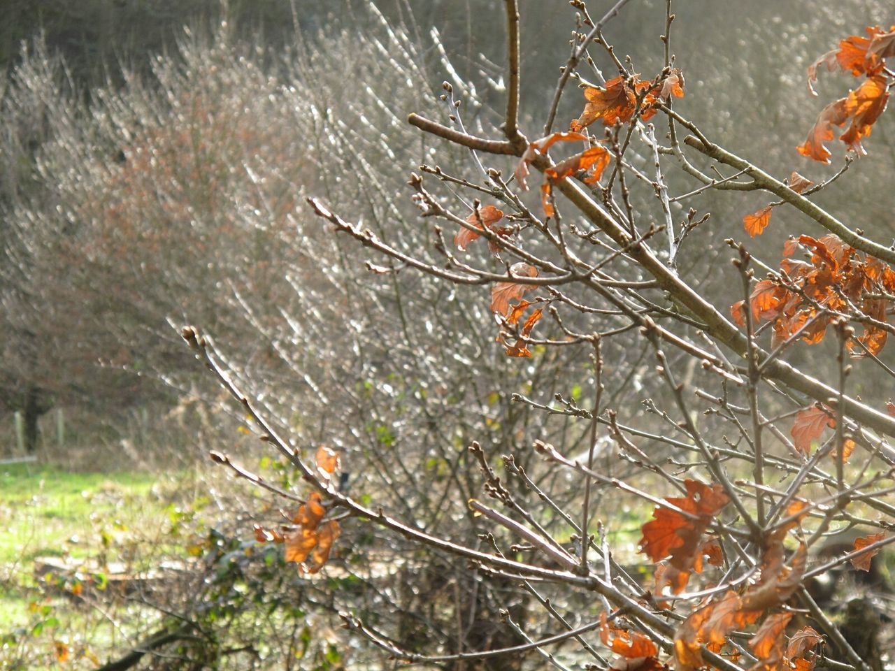 CLOSE-UP OF TREE BRANCHES AGAINST WATER