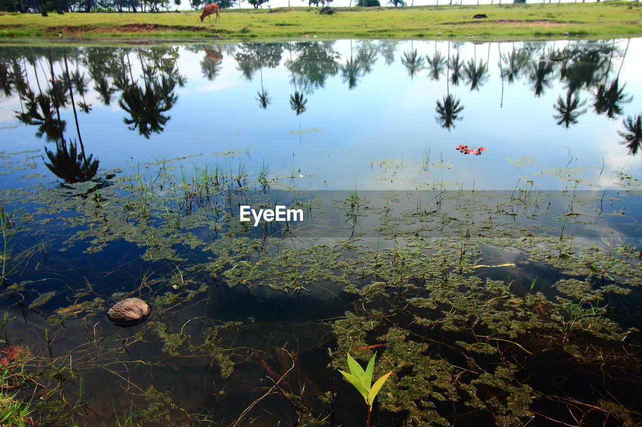 REFLECTION OF PLANTS IN LAKE WATER