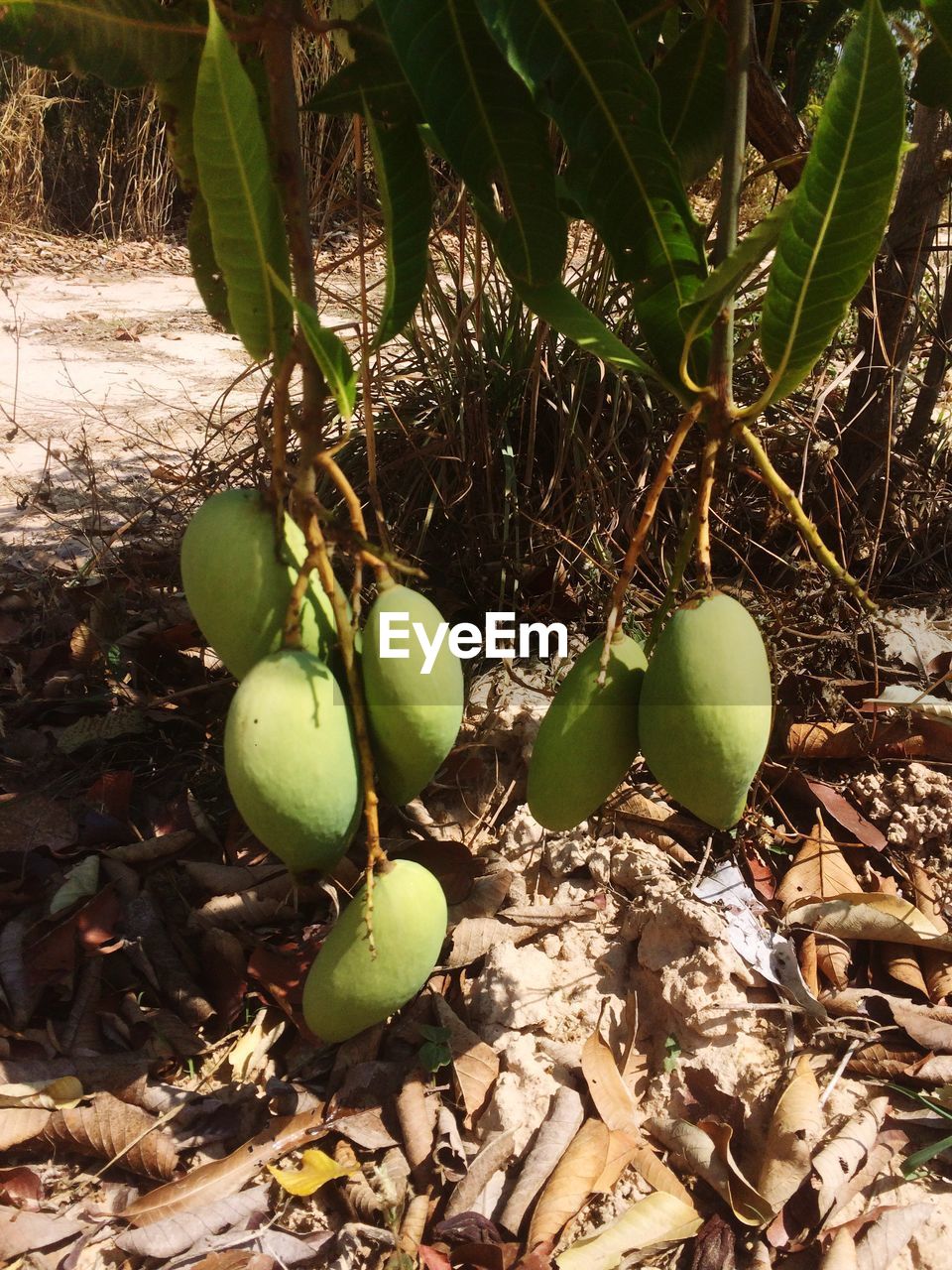 CLOSE-UP OF FRUITS