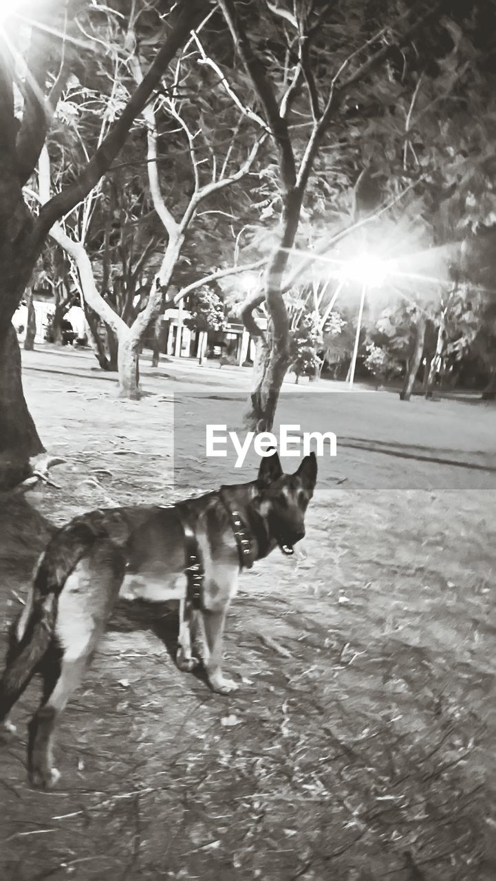 DOG AND TREES ON GROUND