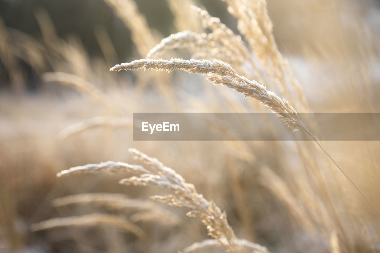 plant, cereal plant, crop, agriculture, grass, nature, landscape, field, rural scene, food, close-up, growth, wheat, land, food and drink, summer, beauty in nature, backgrounds, macro, barley, seed, environment, sunlight, plant stem, farm, gold, extreme close-up, no people, branch, ripe, harvesting, selective focus, outdoors, organic, sun, sky, cultivated, brown, copy space, dry, leaf, scenics - nature, vegetable, food grain, yellow, tranquility, sunset, abstract, autumn