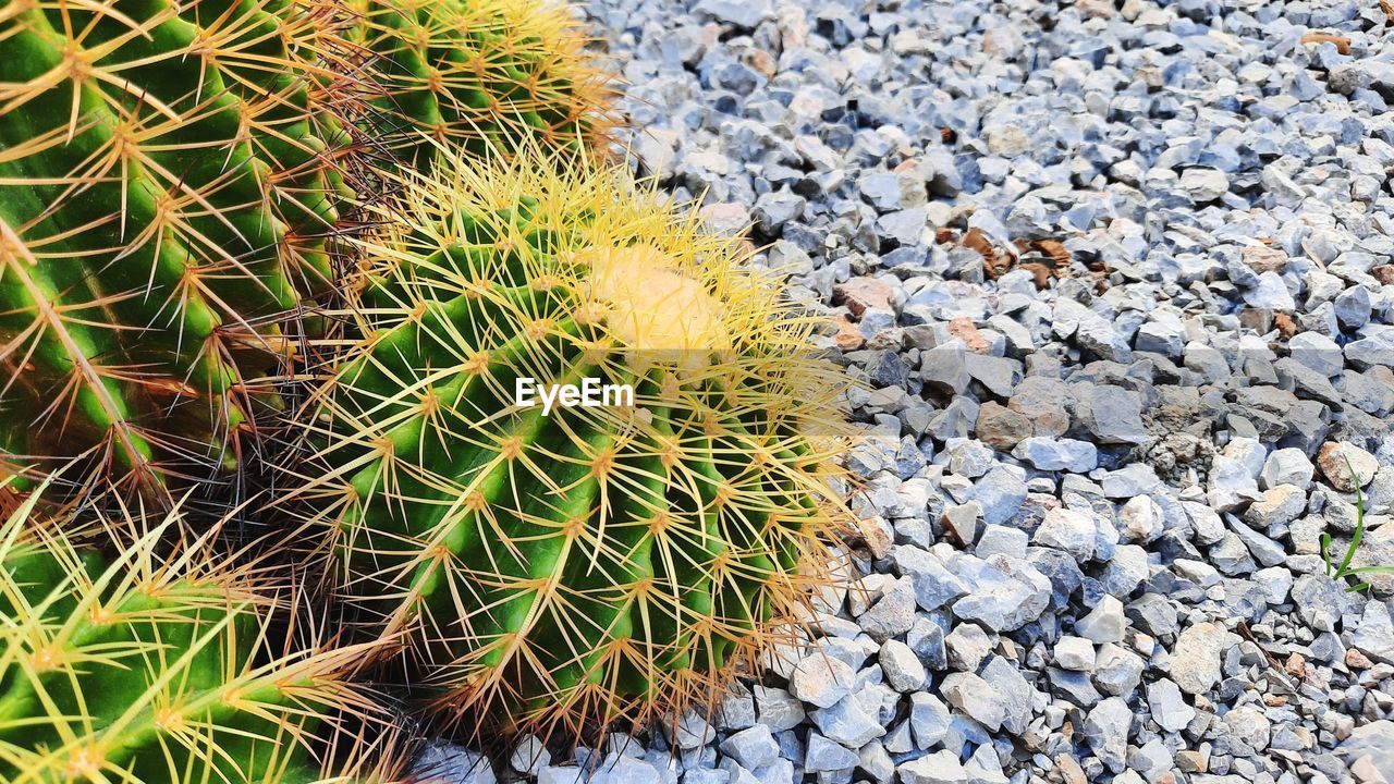 Cactus in zen garden.