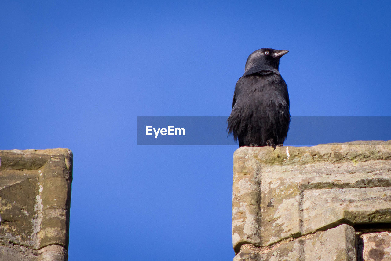 Low angle view of bird perching on retaining wall against clear sky