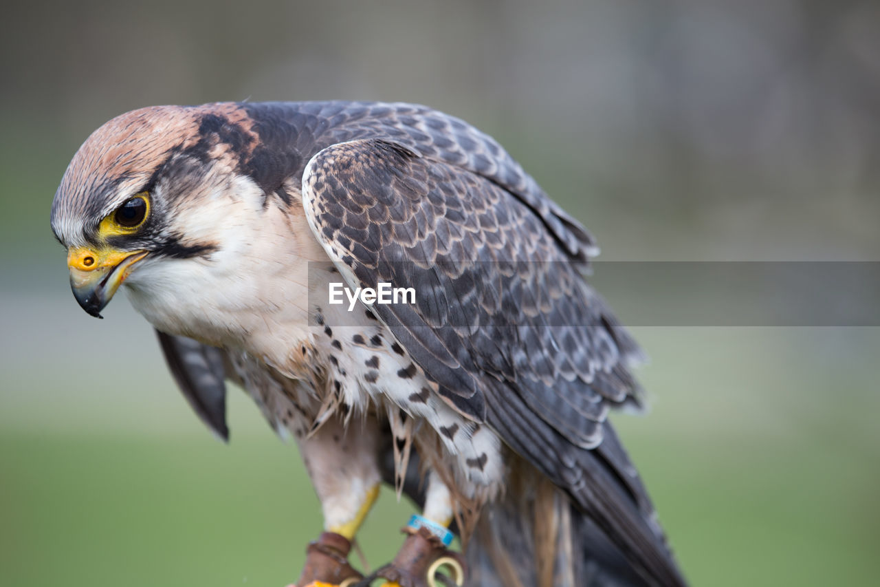 CLOSE-UP OF EAGLE OUTDOORS