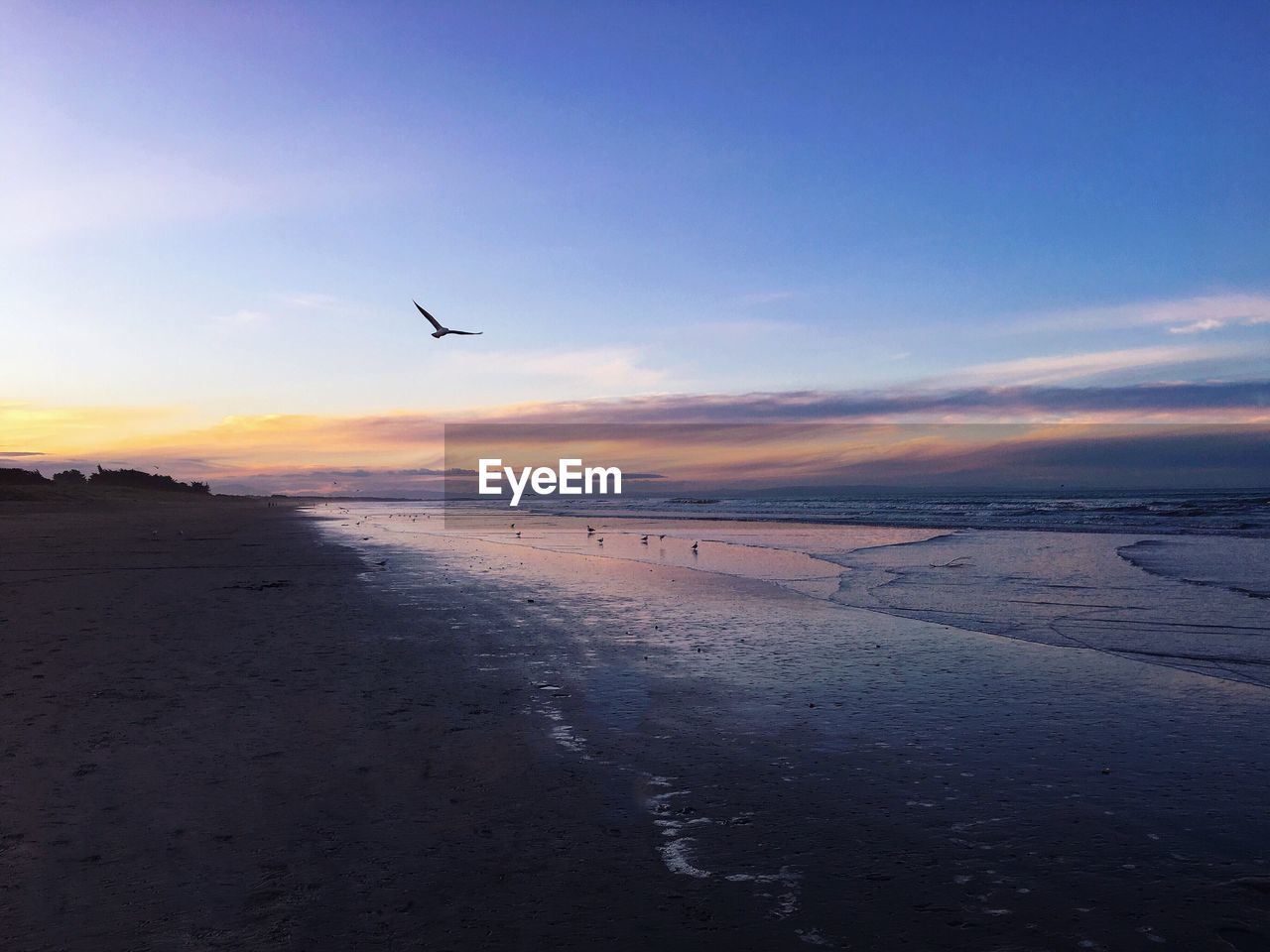 Afternoon light at a beach on the pacific ocean shores and a flying seagull.