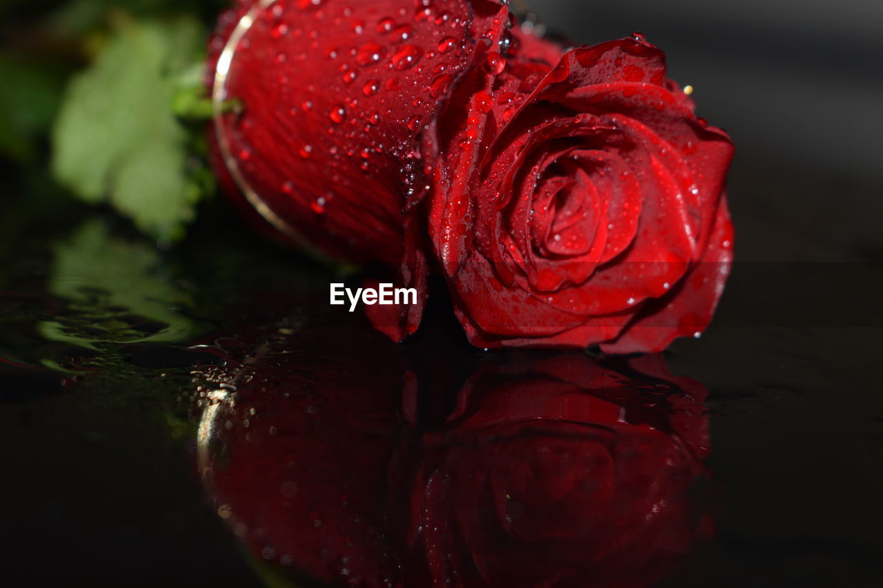 CLOSE-UP OF RED WATER DROPS ON FLOWER