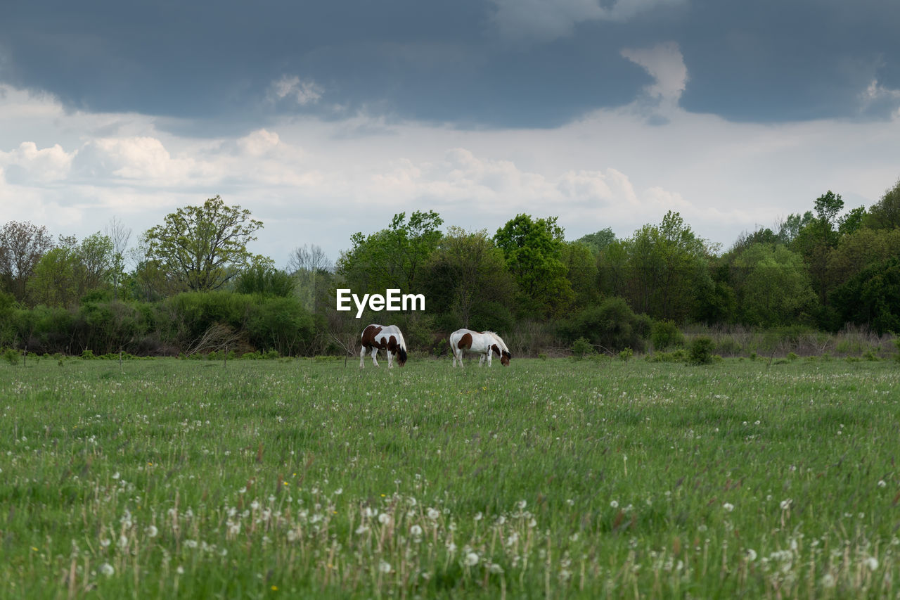 pasture, plant, grassland, animal, grass, animal themes, field, natural environment, mammal, meadow, domestic animals, prairie, sky, livestock, landscape, cloud, land, rural area, nature, environment, pet, agriculture, tree, group of animals, plain, grazing, animal wildlife, rural scene, cattle, no people, beauty in nature, flower, green, farm, outdoors, growth, day, domestic cattle, cow, scenics - nature, hill, steppe, wildlife