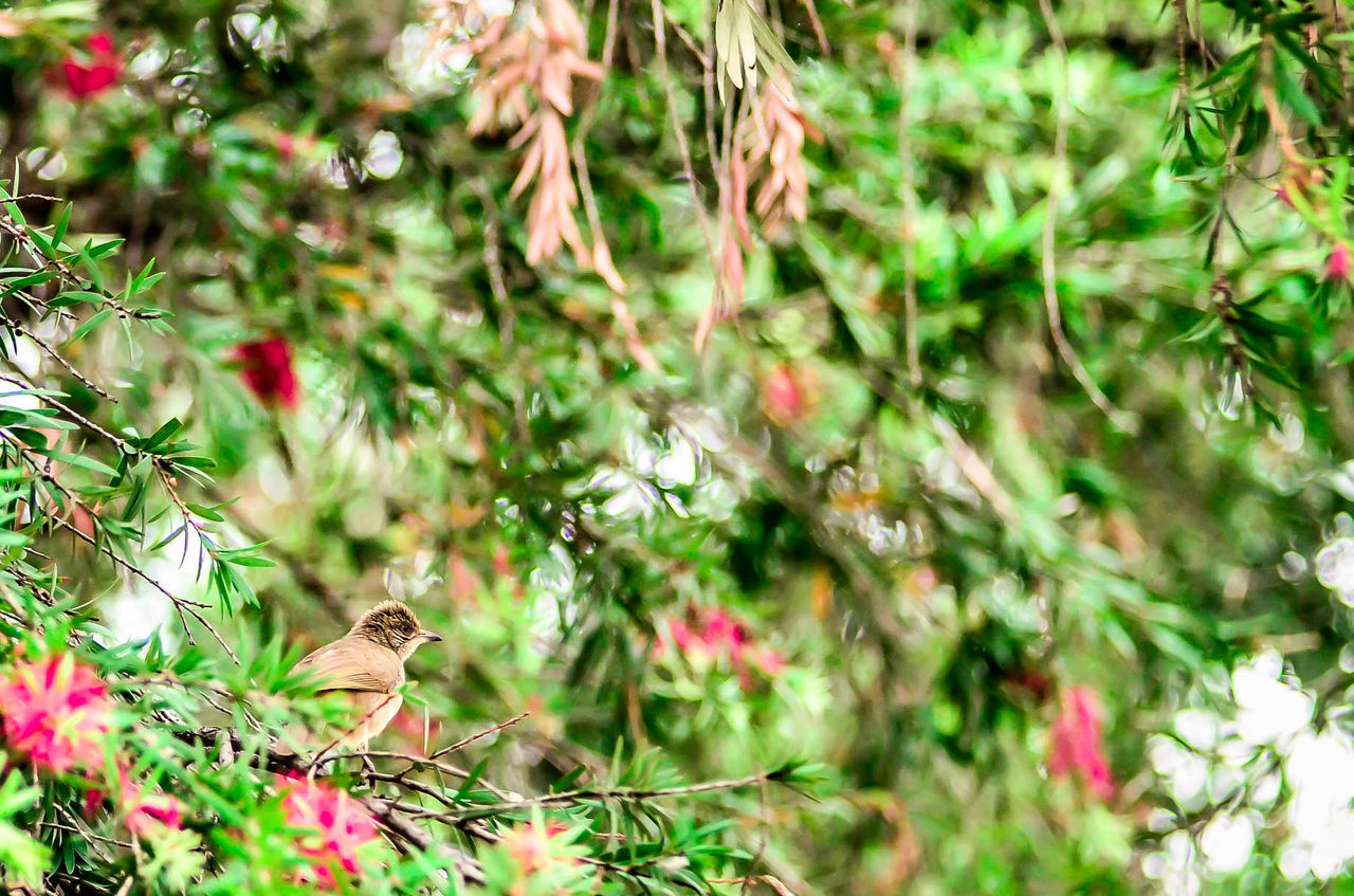 CLOSE-UP OF FRESH FLOWERS