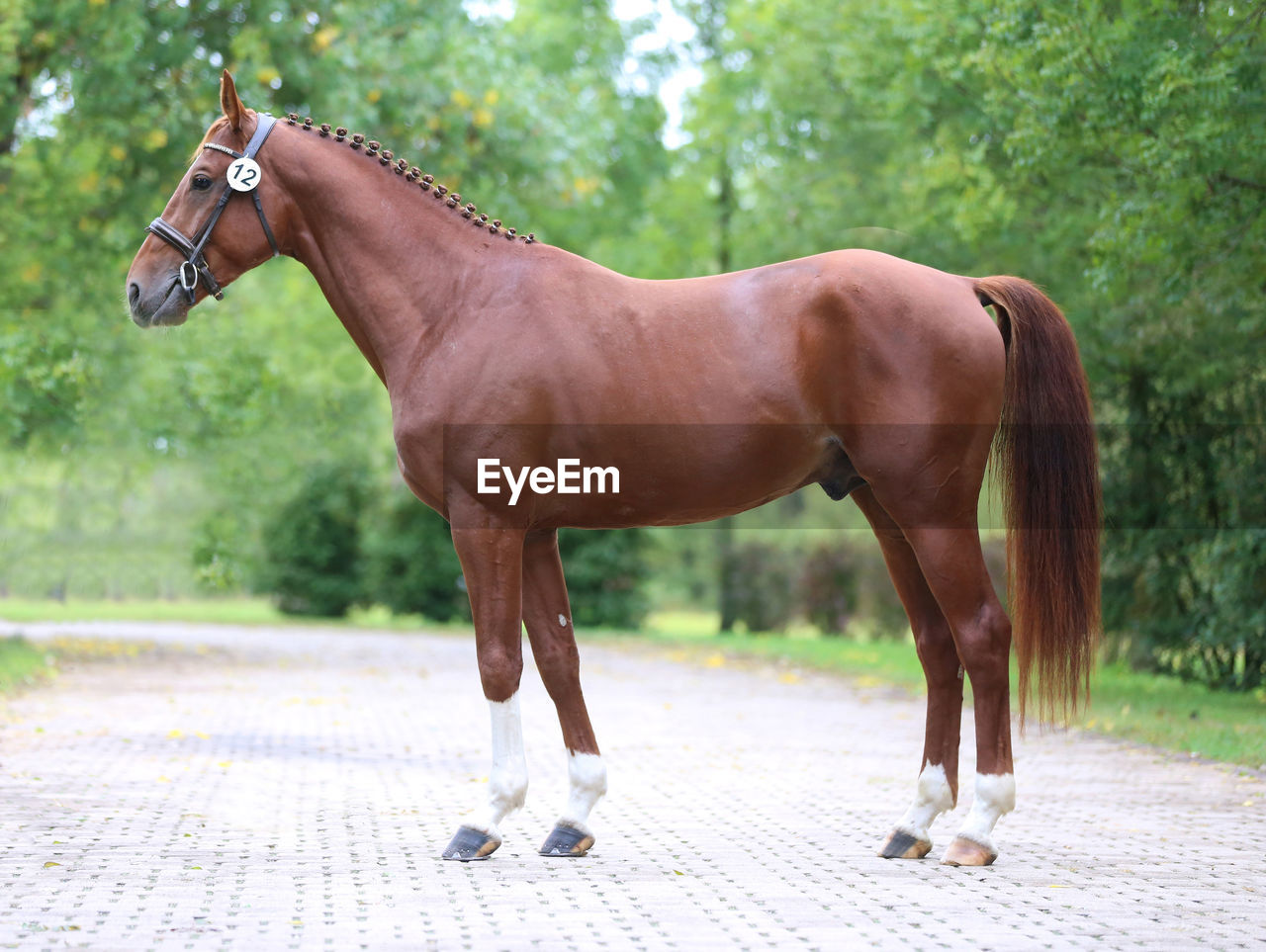 SIDE VIEW OF HORSE STANDING OUTDOORS