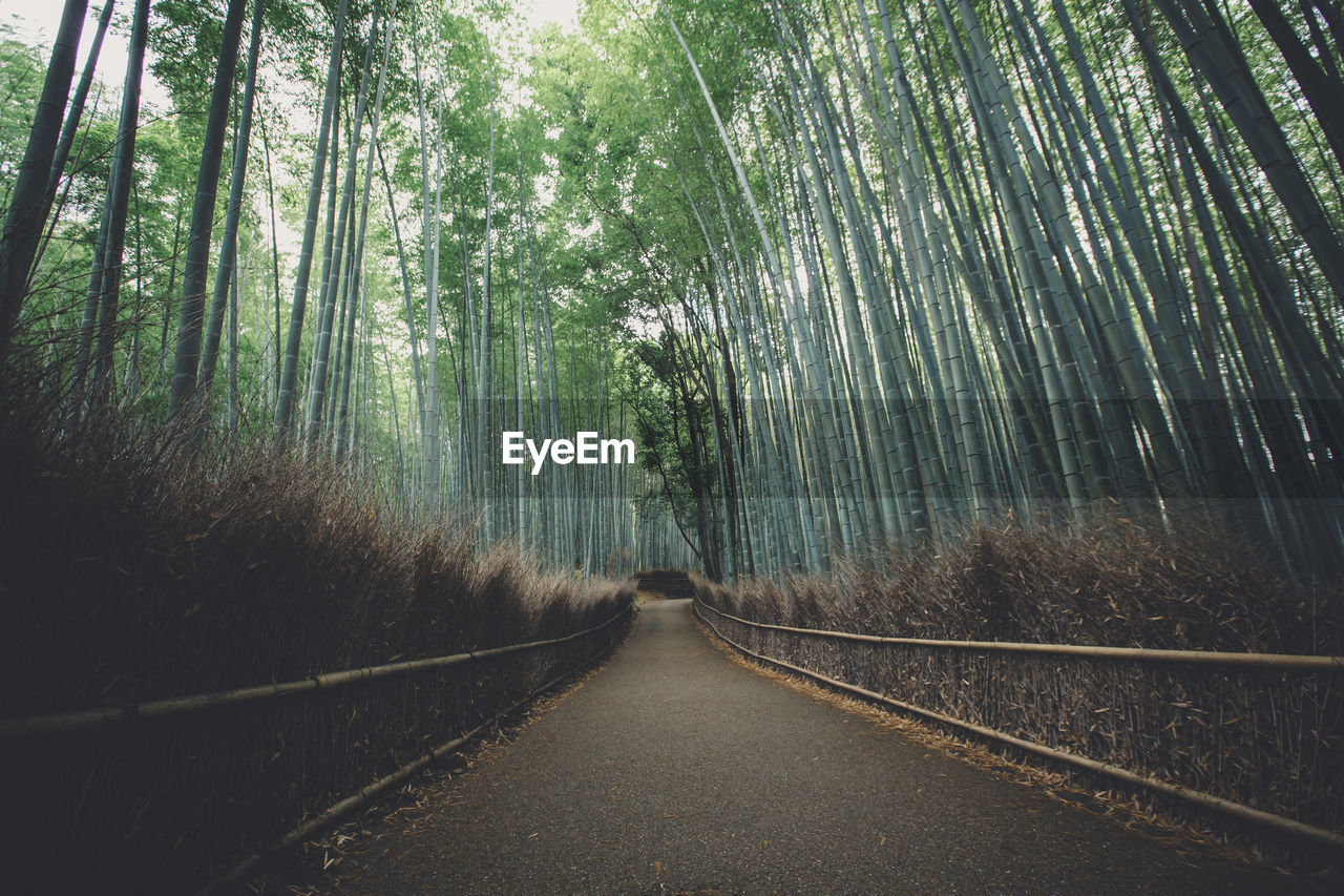 Empty footpath amidst bamboo grove