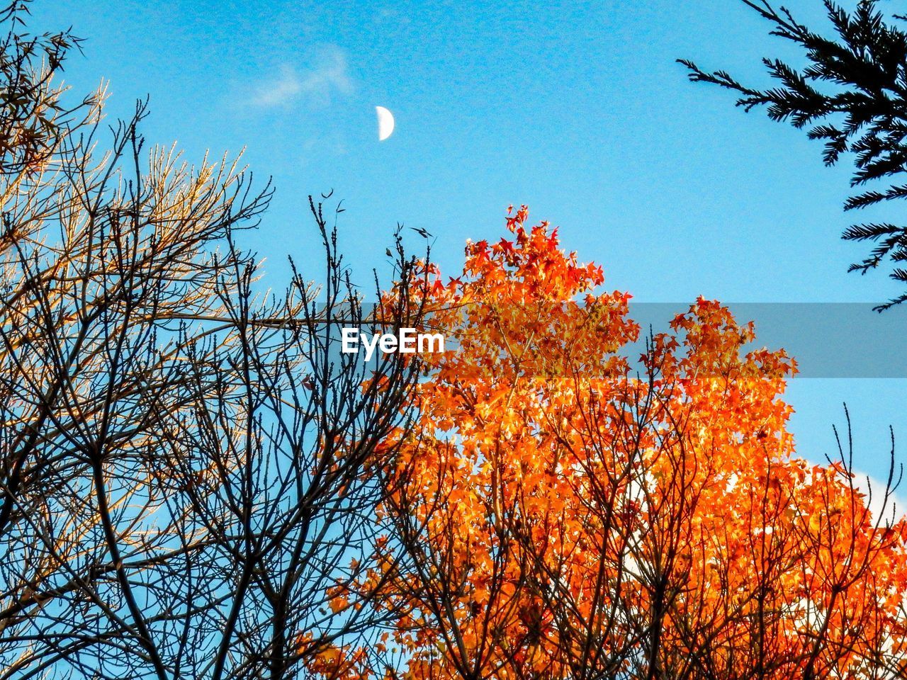 LOW ANGLE VIEW OF TREE AGAINST MOON