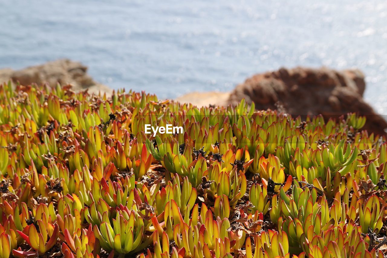 Close-up of yellow flowering plant on land