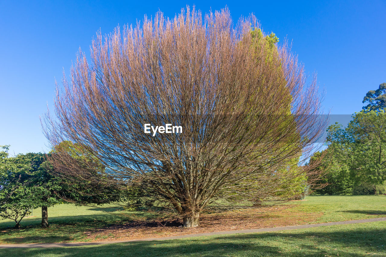 TREES ON FIELD AGAINST SKY