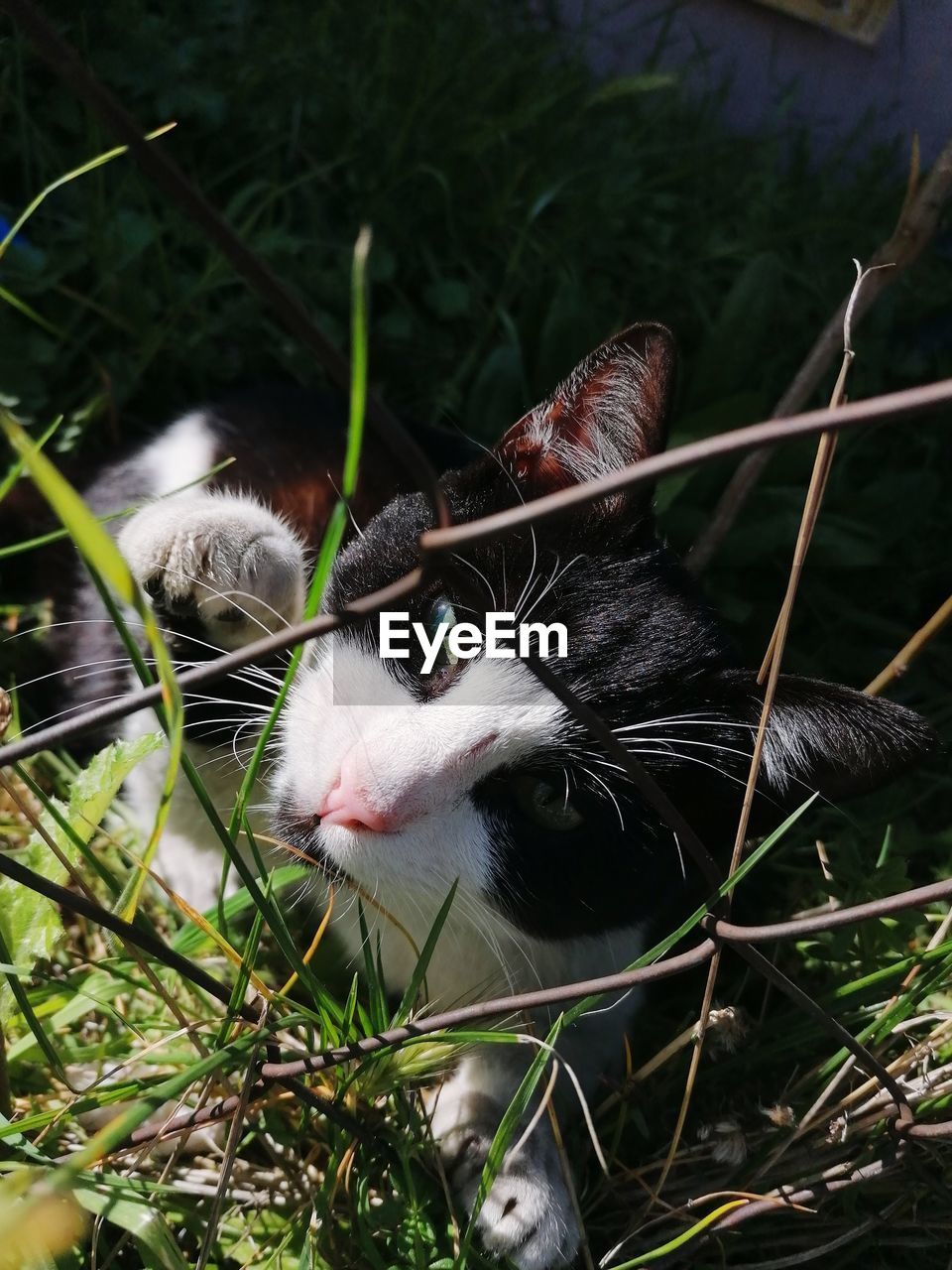 CLOSE-UP OF A CAT ON A PLANT