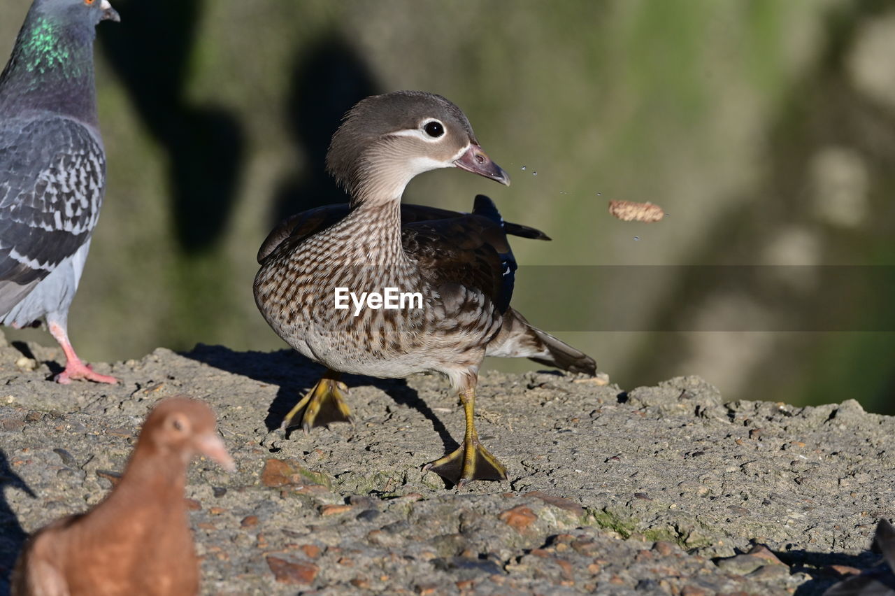 close-up of bird on rock