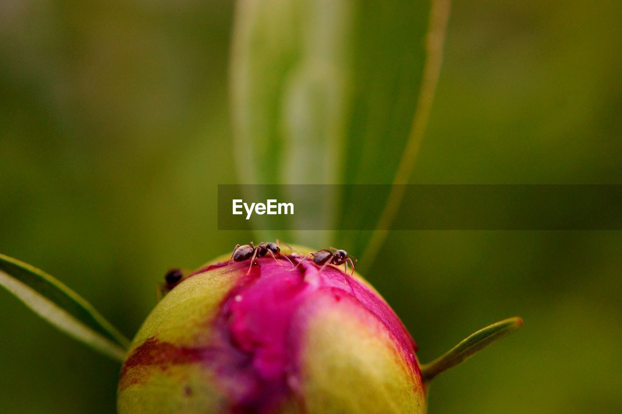 Close-up of insect on plant